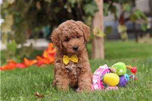 Giovanni - puppy for sale