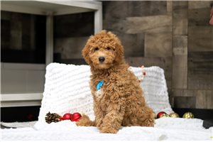 Gavin - Goldendoodle, Mini for sale