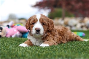 Addie - puppy for sale