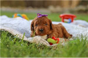 Baylee - Goldendoodle, Mini for sale