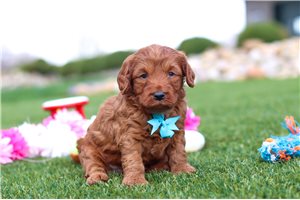 Trip - puppy for sale