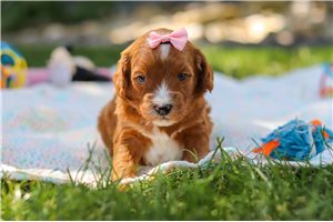 Baby - Goldendoodle, Mini for sale