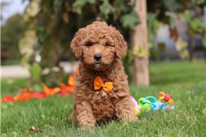 Gordon - Goldendoodle, Mini for sale