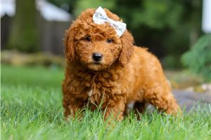 Ellie - Goldendoodle, Mini for sale