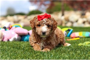 Sierra - puppy for sale