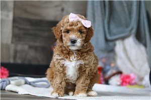 Janice - Goldendoodle, Mini for sale