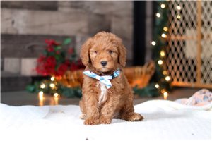 Trent - Goldendoodle, Mini for sale