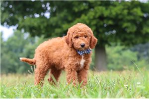 Baxter - Goldendoodle, Mini for sale