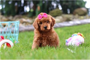 Betty - Mini Goldendoodle for sale