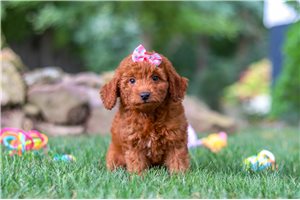 Barbie - Goldendoodle, Mini for sale