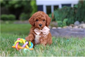 Baylee - Goldendoodle, Mini for sale