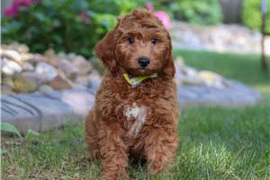 Ethan - Goldendoodle, Mini for sale