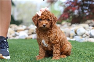 Vicky - Goldendoodle, Mini for sale