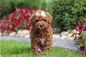 Greta - Goldendoodle, Mini for sale