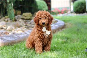 Baxter - puppy for sale