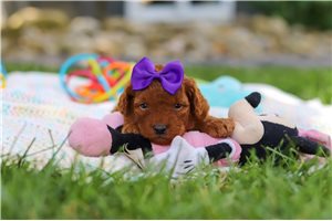 Barbie - puppy for sale
