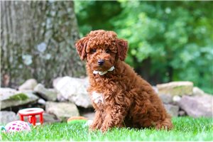 Ellie - Mini Goldendoodle for sale