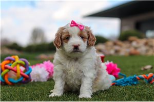 Sammy - puppy for sale