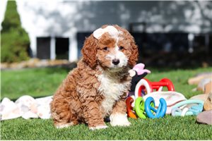 Jocelyn - puppy for sale