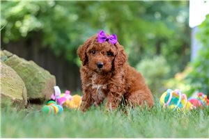 Ballerina - Goldendoodle, Mini for sale