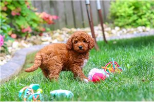Baylee - Goldendoodle, Mini for sale