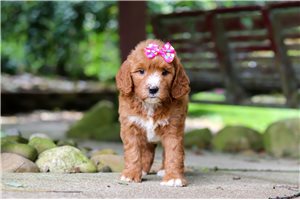 Baby - Goldendoodle, Mini for sale