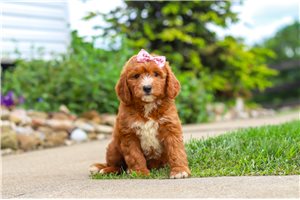 Baby - puppy for sale