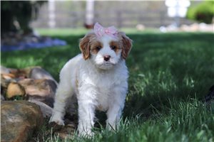 Sammy - Goldendoodle, Mini for sale