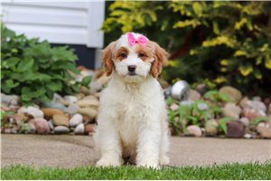 Sammy - Goldendoodle, Mini for sale