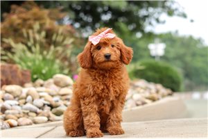 Betty - Goldendoodle, Mini for sale