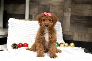Johanna - puppy for sale