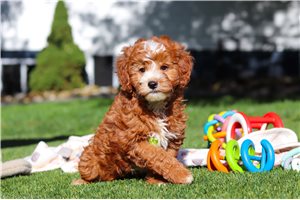 Jeremiah - Goldendoodle, Mini for sale