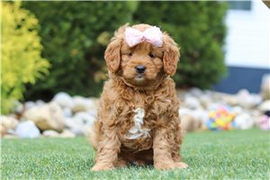 Sara - Goldendoodle, Mini for sale