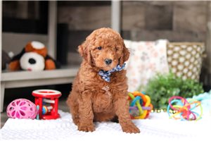 Titus - Goldendoodle, Mini for sale