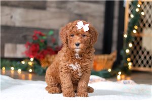 Tyra - Goldendoodle, Mini for sale
