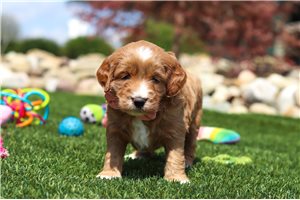 Maizie - puppy for sale