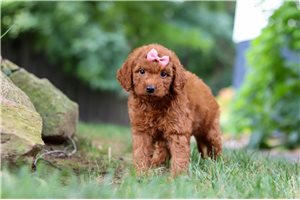 Barbie - Goldendoodle, Mini for sale
