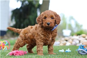 Trip - Goldendoodle, Mini for sale