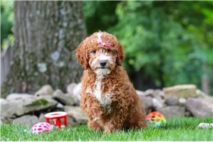 Leslie - puppy for sale