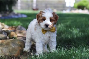Riker - Goldendoodle, Mini for sale