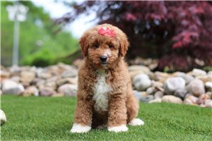 Mary - Goldendoodle, Mini for sale