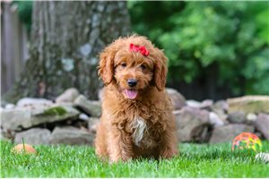 Sara - puppy for sale