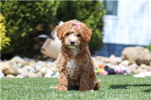 Sierra - Goldendoodle, Mini for sale
