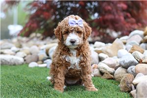 Leslie - Mini Goldendoodle for sale