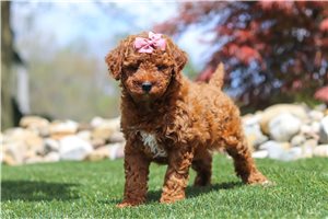 Ellie - Goldendoodle, Mini for sale