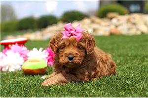 Sara - Mini Goldendoodle for sale