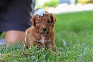 Ballerina - puppy for sale