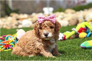 Janice - puppy for sale