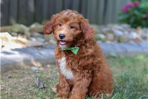 Easton - Goldendoodle, Mini for sale