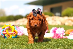 Vicky - puppy for sale